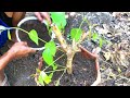 Unique Technique : Grafting Java plum With Banana Gets Amazing Fruit