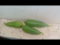 Organic Ridge gourds harvest