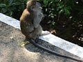 Macaque Chilling Out in Malaysia