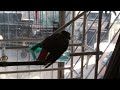 Pepper the African Grey Parrot takes a shower I