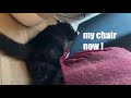 what a hungry cat likes to eat (Hambone's funny food demands)