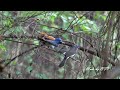 黑枕藍鶲巢外餵食寶寶/Black-naped Monarch Feeding Baby