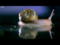 How does a Snail SOUND when Feeding? | Earth Science