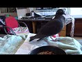 Piggy My New Pigeon - Part 8