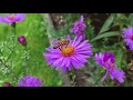 Bees and Flowers Pollination - Flowers and Bees Life in Nature ( HD )