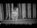 Les animaux de la Terre en vision nocturne. (compilation)