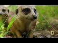 The Social Ranking of Meerkats | Magic of Disney's Animal Kingdom