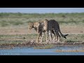 Africa Wildlife In 4K - The Life Of Animals In African Safari | Scenic Relaxation Film