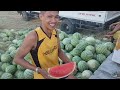 Watermelon (Pakwan) Farming