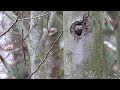 Life of the forest - birds [nature film]