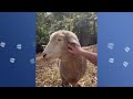 Girls Saves A Pregnant Sheep, Now She Dances From Joy | Cuddle Buddies