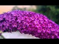 My garden in summer || Meet my flowers #garden #vlog