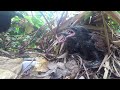 Greater Mommy Coucal Bird brings food to feed her babies in their nest #P22