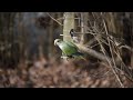 A monk parrot in Danbury, Connecticut on January 1, 2023.