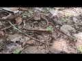 Many foot insects | Do you like insects | Brown millipedes | Hunting lots big millipedes #insects