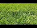 Rice fields on a windy day