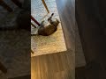 literally just a video of my cat rolling around #shorts