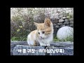 서울 한양도성길 귀염 마스코트 아기냥의 고양이세수 시전