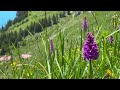 Hiking in Bernese Oberland: Oeschinen Lake Walk