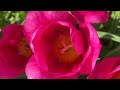 The Most Beautiful Tulip Garden Tour Of Holland Michigan | Bird Sounds 4K