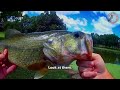 HUGE BASS Summer Fishing - Poppin Frog at a Pond!
