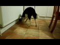 Make your dog a food dispenser in under a minute