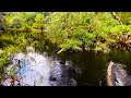 Soothing River Sounds in Forest, Nature Sounds, Relaxation, Stress Relief, Sleeping, Studying