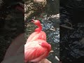flamingo on crack