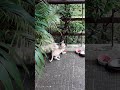 Cute kittens play with Mama cat's tail! 🙂