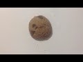 Cookie for everyone subs 👍 and I sorry not make video :(