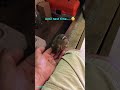 Training a wild chipmunk to jump into my hand! 😊🐿