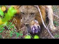 Hyenas Met A Tragic End When They Stole The Prey Of The Leader Lion | Animal Fight