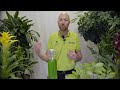 5 quick tips Fertilizing your indoor plants