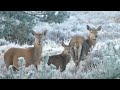 Beautiful Snow falling||Happy Winter||