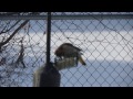 Northern Common Flicker and Hairy Woodpecker feeding