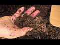 Two reasons why you may want to buy juvenile composting worms and one reasons why you may not!