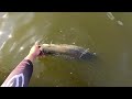 Lake Monduran fishing Chasing BIG BARRA !!