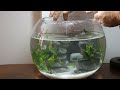 ZEN Fish Tank Aquarium Bowl Setup with Endler Guppies