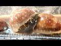 海の危険な有毒生物たち【ガサガサ】