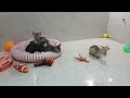 Best Funny Animals 2024 😍 Funniest Dogs and Cats 😻🐶