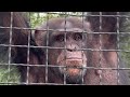 Вы ХОТИТЕ ПОСМЕЯТЬСЯ? Олег Зубков устроил тренинг по мотивации для шимпанзе Семена Семеныча!