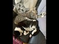 Beware! Funny Spot To Sleep; Cat Edition 😹