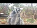 Monkey Park - Tenerife (2024)