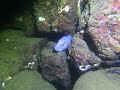 Giant Pacific Octopus hunting for food