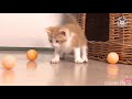 Cute & Funny Babies Playing With Cats Compilation