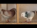 8 NEW PIGEONS ( VDB X )