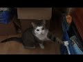 Cat protests by scratching a plastic crate