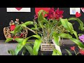 In Love With Orchids: The 2024 Boca Raton Orchid Show Part 1 @Carol Beauty of Nature