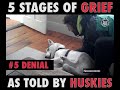 5 stages of grief