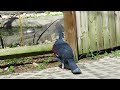 Sylvan Heights Bird Park - Victoria Crowned Pigeon from New Guinea